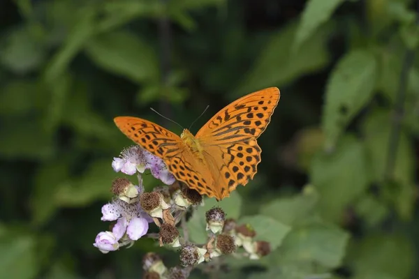 Argynnis Paphia Silver Washed Fritillary Greece — Stock Photo, Image