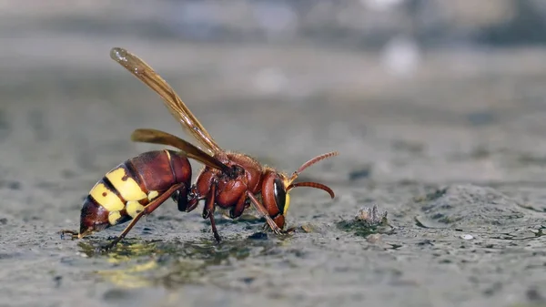 Oriental Hornet Veya Birden Çok Hornet Vespa Orientalis — Stok fotoğraf