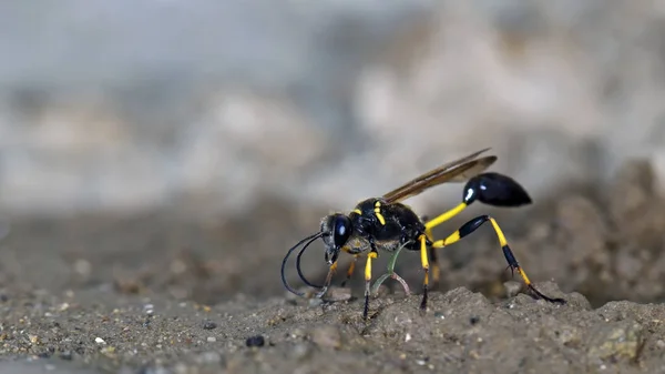 Sceliphron Madraspatanum Creta Grécia — Fotografia de Stock