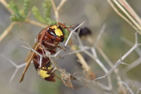 Oriental Hornet Veya Birden Çok Hornet Vespa Orientalis — Stok fotoğraf