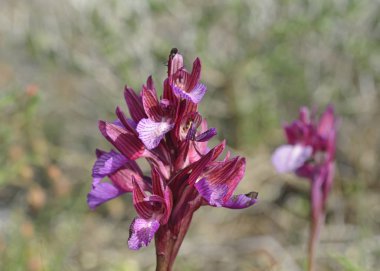 Kelebek orkide (Orchis papilionacea), Yunanistan