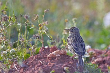 Çayır incir kuşu - Anthus pratensis, Crete