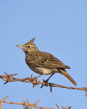 Crested Lark - Galerida kristali, Girit