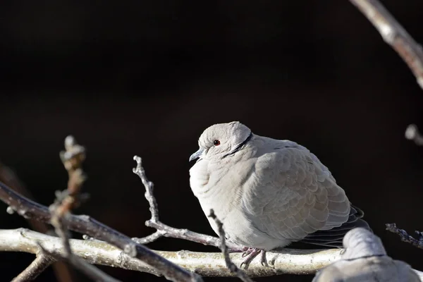 Collared Dove Streptopelia Decaocto Крит — стоковое фото