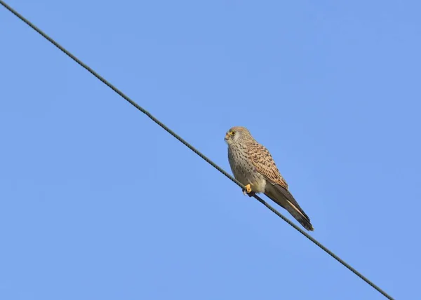 Menos Kestrel Falco Naumanni Creta — Fotografia de Stock