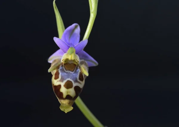 Orchidea Ophrys Heldreichii Crete — Stock Fotó