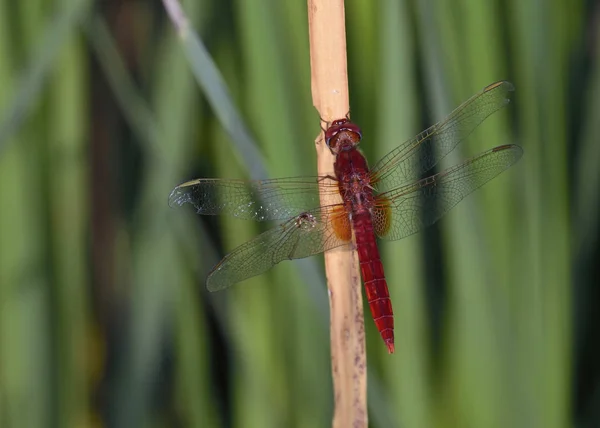 红蜻蜓 Crocothemis Erythraea 克里特 — 图库照片