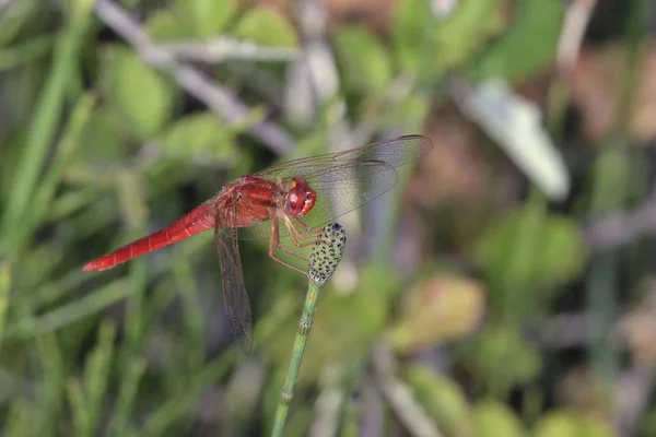 Scarlet Dragonfly Crocothemis Erythraea Crete — Stockfoto