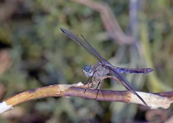 Skimmer Con Quilla Orthetrum Coerulescens Creta —  Fotos de Stock