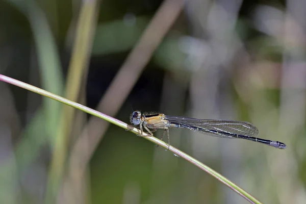 Damselfly Dalla Coda Blu Ischnura Elegans Creta — Foto Stock