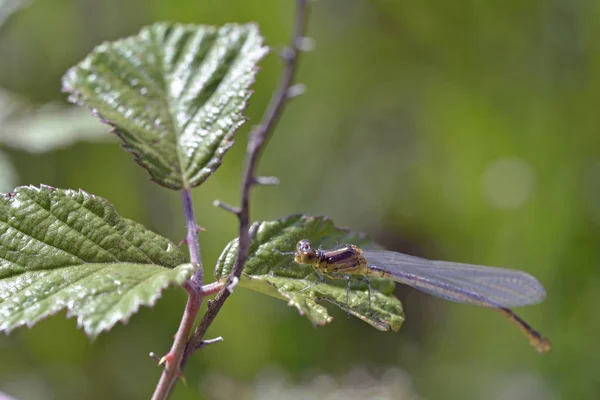 Damselfly Ojos Rojos Pequeños Erythromma Viridulum Creta Grecia —  Fotos de Stock