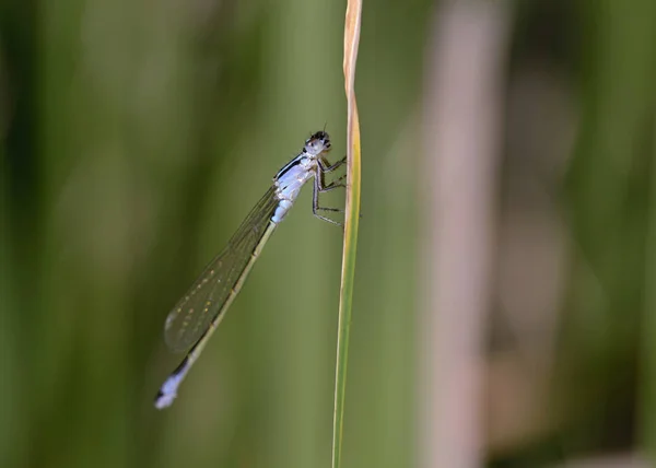 Mavi Kuyruklu Kızböcekleri Mavi Elegans Crete — Stok fotoğraf