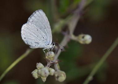 Celastrina argiolus (Holly Blue), Crete