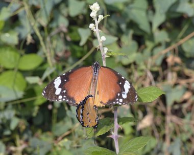 Danaus chrysippus, olarak da bilinen düz kaplan veya Afrika hükümdar, Crete, Yunanistan 