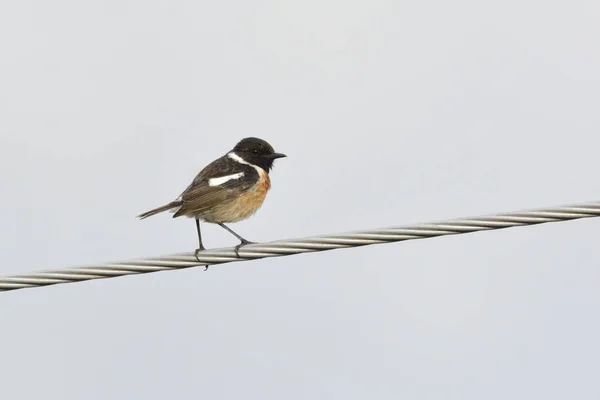 Common Stonechat Saxicola Rubicola Крит — стоковое фото