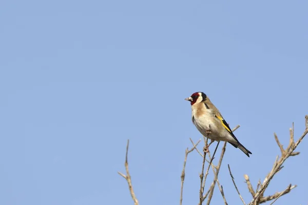 Saka Kuşu Carduelis Carduelis Crete — Stok fotoğraf