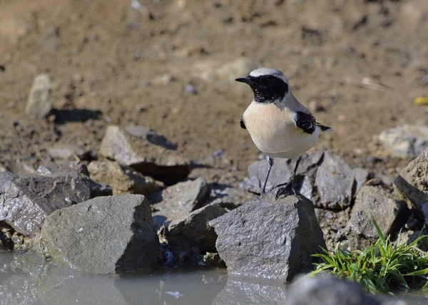 Wheatear Μαύρα Αυτιά Oenanthe Melanoluca Κρήτη — Φωτογραφία Αρχείου