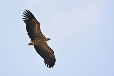 Griffon Vulture - Gyps fulvus, Girit