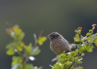 Juvenil ortak Stonechat - Saxicola rubicola, Crete 