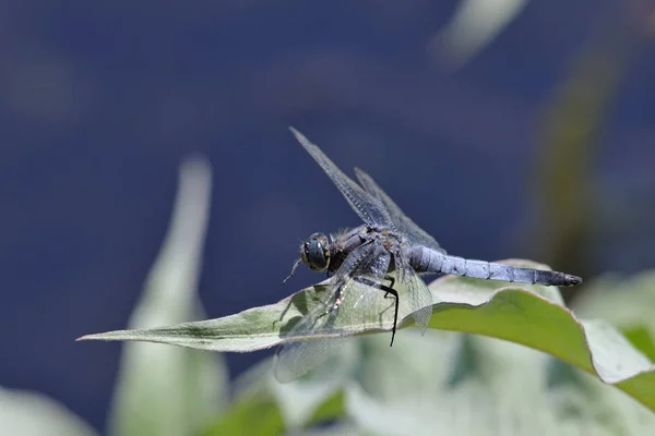 Orthetrum Cancellatum Skimmer Cauda Preta Creta — Fotografia de Stock