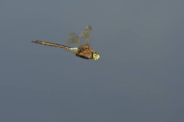 Daha az İmparator - Anax parthenope, Crete