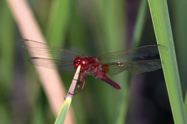Scarlet yusufçuk - Crocothemis erythraea, Crete