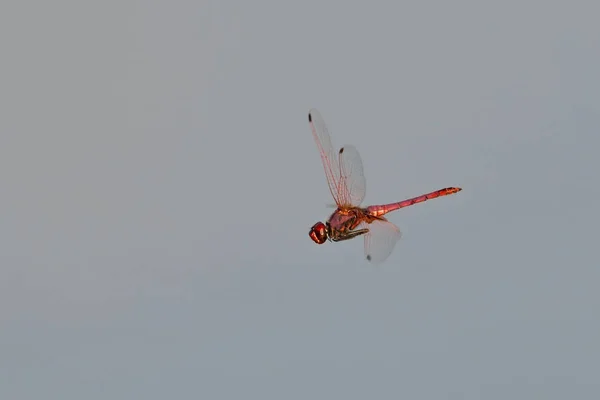 Menekşe Dropwing Trithemis Annulata Crete — Stok fotoğraf