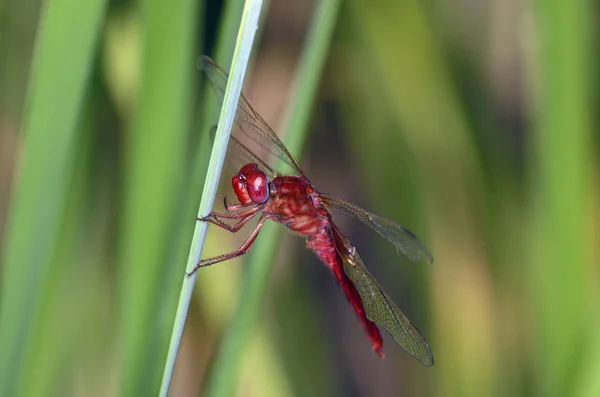 Piros Szitakötő Crocothemis Ezerjófű Crete — Stock Fotó