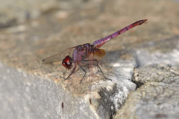 Menekşe Dropwing Trithemis Annulata Crete — Stok fotoğraf