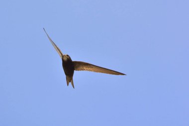 Apus apus (ortak Swift, Avrupa Swift, SWIFT), Yunanistan