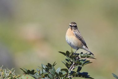 Whinchat - Saxicola rubetra, Girit, Yunanistan