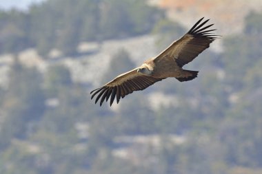 Griffon Vulture - Gyps fulvus, Girit