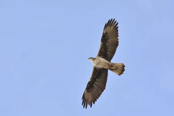 Bonelli Eagle Hieraaetus Fasciatus Griekenland — Stockfoto