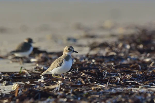 Pluvier Siffleur Charadrius Leschenaultii Grèce — Photo