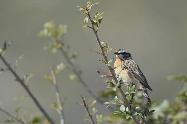 Whinchat Saxicola Rubetra 크레타 그리스 — 스톡 사진