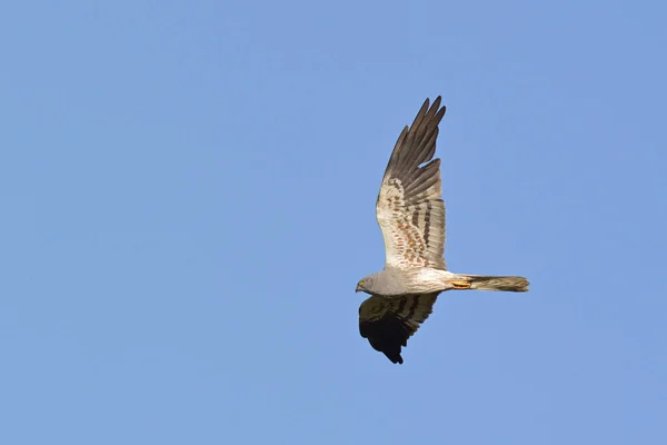 Montagu 'nun Harrier' i (Circus pygargus). Yunanistan