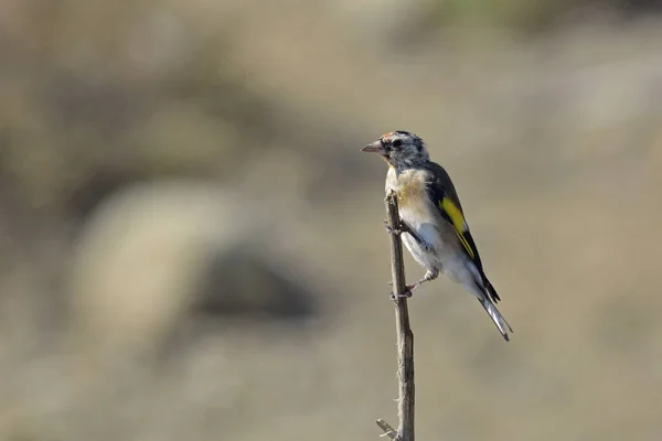 Szczygieł Carduelis Carduelis Crete — Zdjęcie stockowe