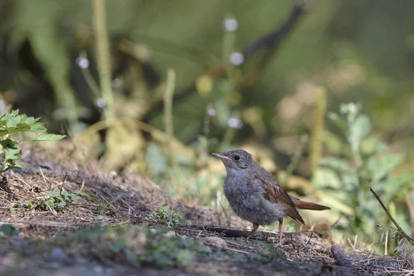 Nightingale Comum Juvenil Luscinia Megarhynchos Grécia — Fotografia de Stock