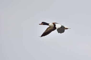 Tadorna tadorna (ortak Shelduck, Shelduck), Yunanistan