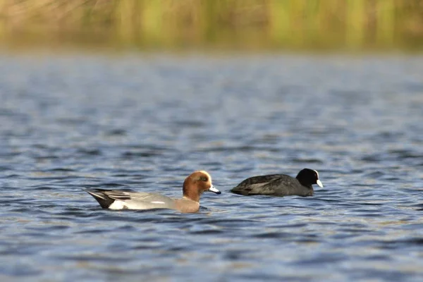 Eurasian Wigeon Anas Penelope Grecia — Foto Stock