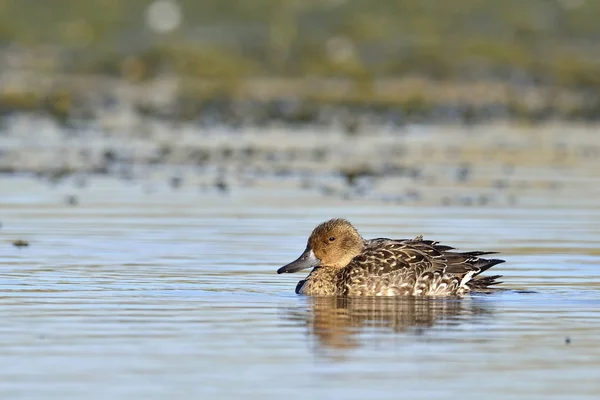 Pintail Northern Pintail Anas Acuta Κρήτη — Φωτογραφία Αρχείου