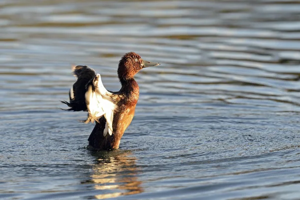 Ferruginous Duck - Aythya nyroca, Girit