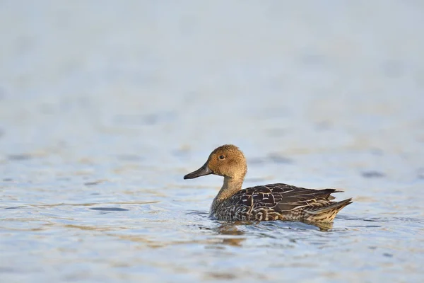 Pintail Northern Pintail Anas Acuta Κρήτη — Φωτογραφία Αρχείου