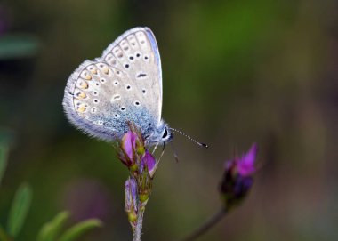 Ortak Mavi - Polyommatus icarus, Yunanistan