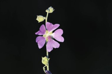 Malva multiflora (eski adıyla Lavatera cretica), Mallow familyasından Palearktik bölgede yetişen bir bitki türü.