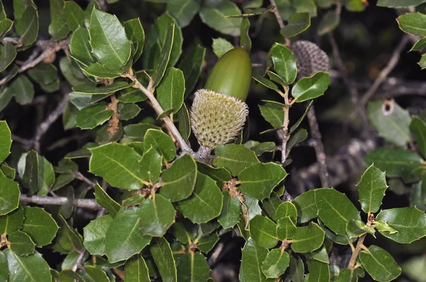 Carvalho Kermes Quercus Coccifera Creta — Fotografia de Stock