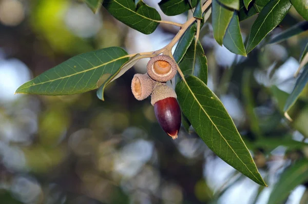 Holm Eik Quercus Ilex Crete — Stockfoto