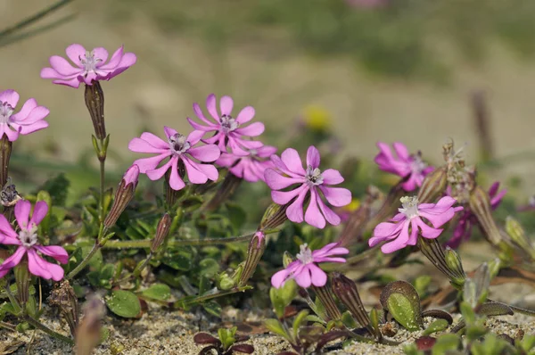 Silene Colorata Klyvna Kronblad Campion Crete — Stockfoto