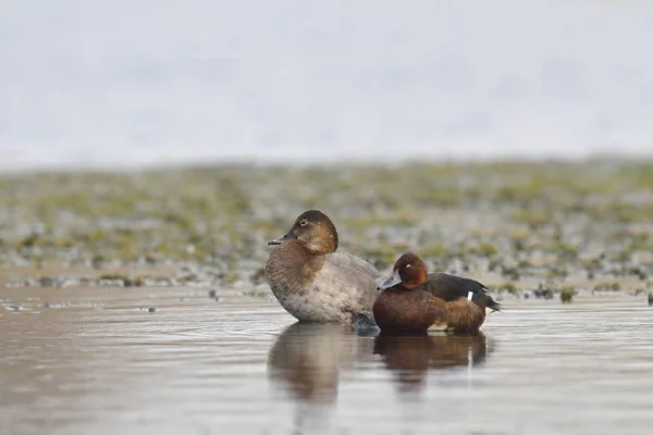 Pato Ferruginoso Aythya Nyroca Pochard Comum Aythya Ferina Creta — Fotografia de Stock