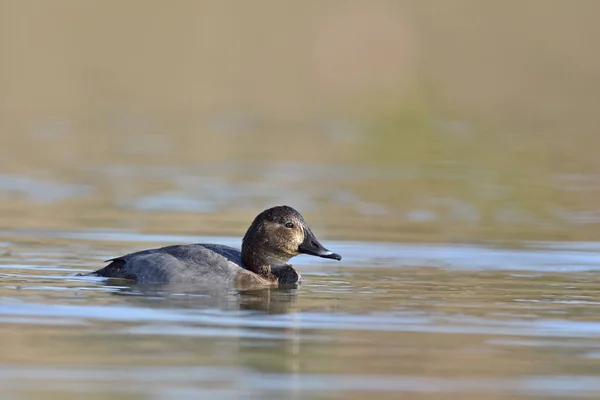 普通Pochard Aythya Ferina 克里特岛 — 图库照片